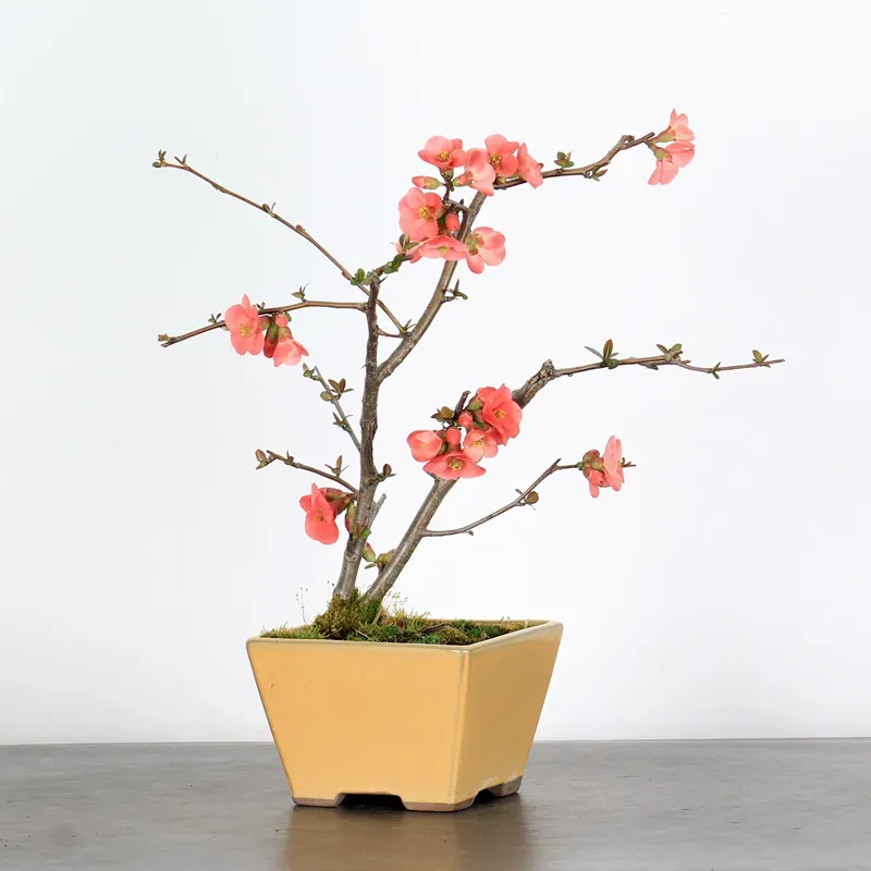 Bonsai Chaenomeles Japonica