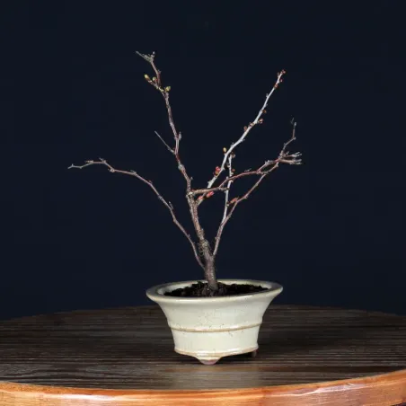 Bonsai Prunus Kojo No Mai