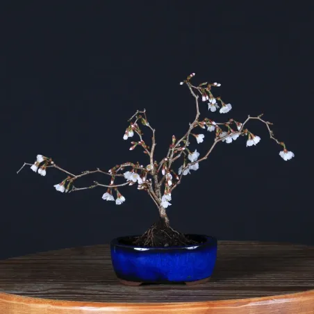 Bonsai Prunus Kojo No Mai