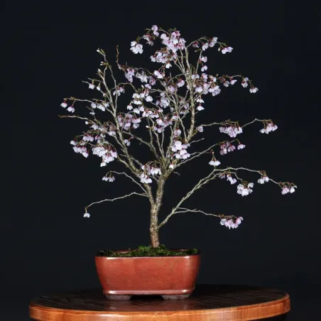 Bonsai Prunus Kojo No Mai