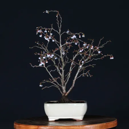 Bonsai Prunus Kojo No Mai