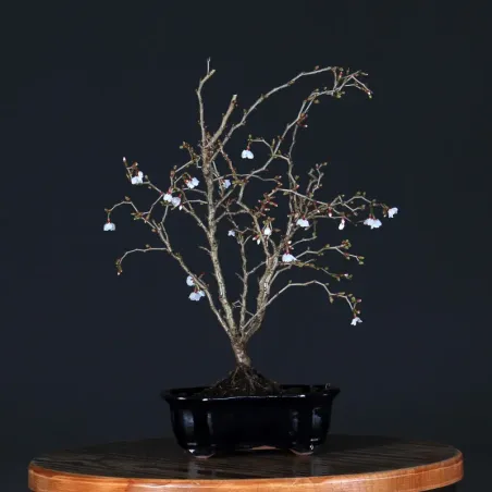 Bonsai Prunus Kojo No Mai