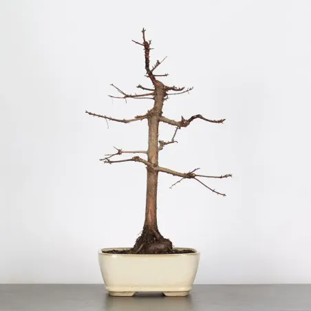 Bonsai METASEQUOIA ME-1-2