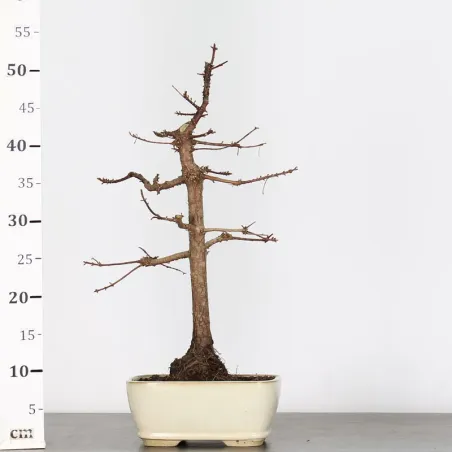 image supplémentaire - METASEQUOIA ME-1-2