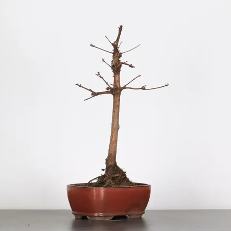 Bonsai MÉTASÉQUOIA ME-1-3