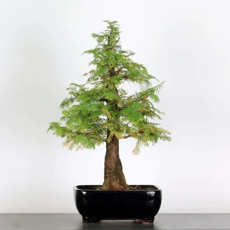 Bonsai MÉTASÉQUOIA ME-1-4