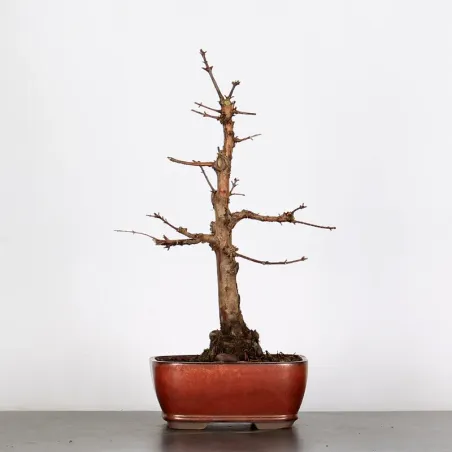 Bonsai METASEQUOIA ME-1-5