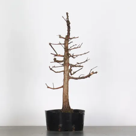 Bonsai METASEQUOIA ME-1-6