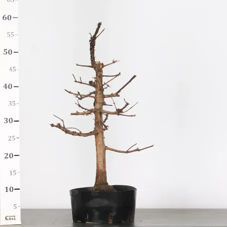 image supplémentaire - METASEQUOIA ME-1-6