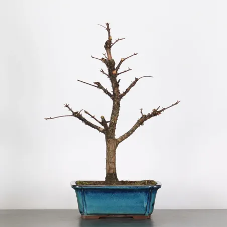 Bonsai METASEQUOIA ME-1-8