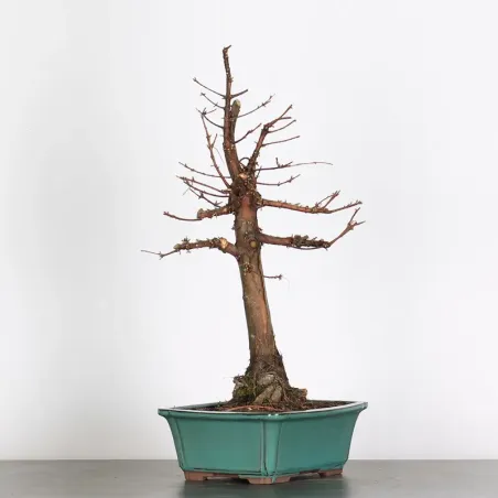 Bonsai METASEQUOIA ME-1-10