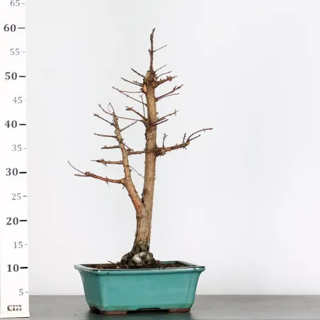 image supplémentaire - METASEQUOIA ME-1-11