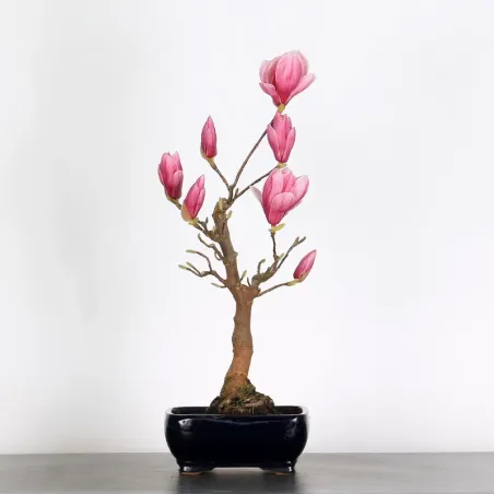 Bonsai Magnolia