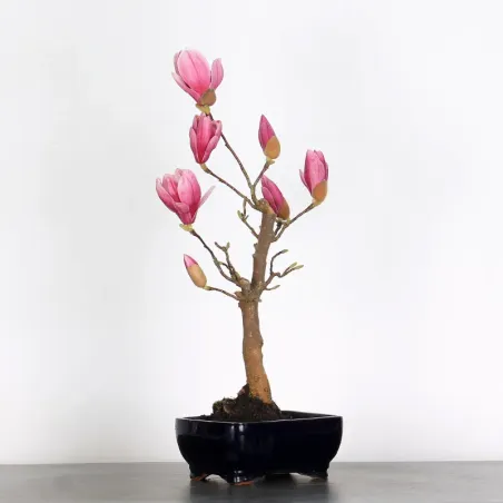 image supplémentaire - MAGNOLIA SOULANGEANA 1-1