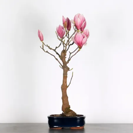 Bonsai Magnolia