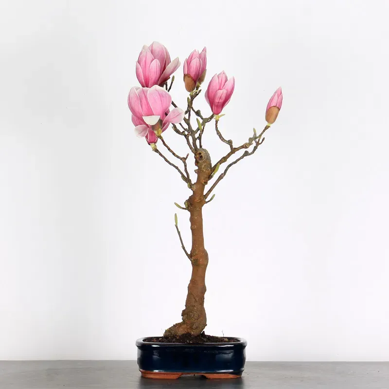 image supplémentaire - MAGNOLIA SOULANGEANA 1-2