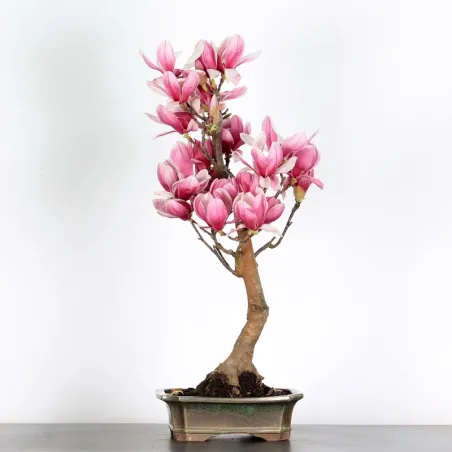 Bonsai Magnolia