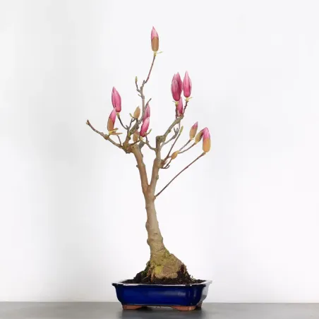 image supplémentaire - MAGNOLIA SOULANGEANA 1-4