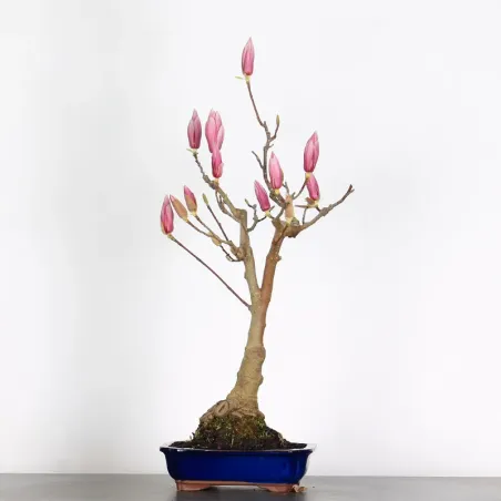 Bonsai Magnolia