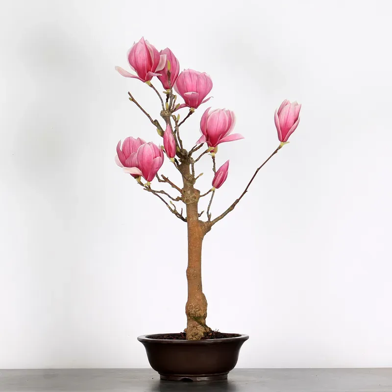 Bonsai Magnolia