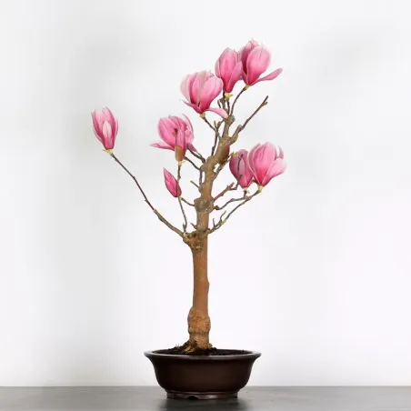 image supplémentaire - MAGNOLIA SOULANGEANA 1-5