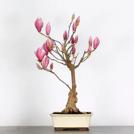 Bonsai Magnolia