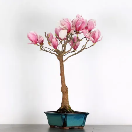 Bonsai Magnolia