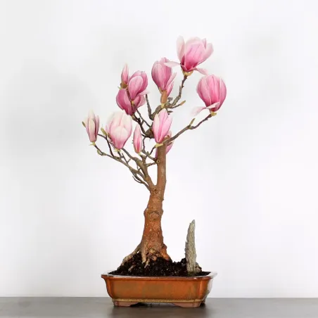 image supplémentaire - MAGNOLIA SOULANGEANA 1-8