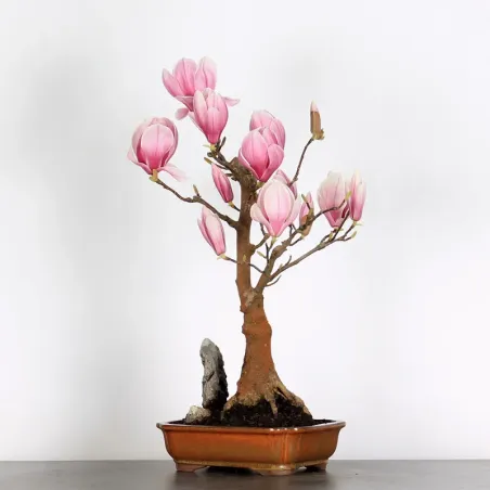 Bonsai Magnolia