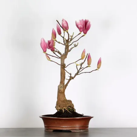 Bonsai Magnolia