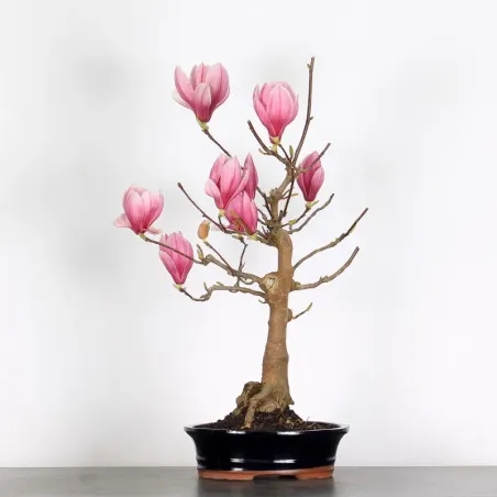 MAGNOLIA SOULANGEANA 1-10