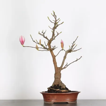 Bonsai Magnolia