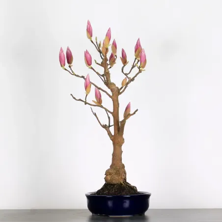 Bonsai Magnolia