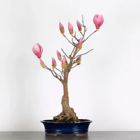 Bonsai Magnolia