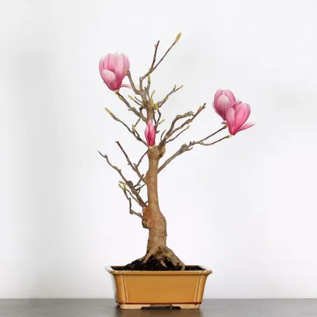 Bonsai Magnolia