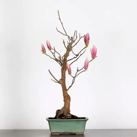 Bonsai Magnolia