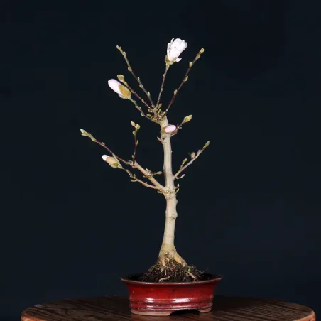 MAGNOLIA STELLATA 3-1