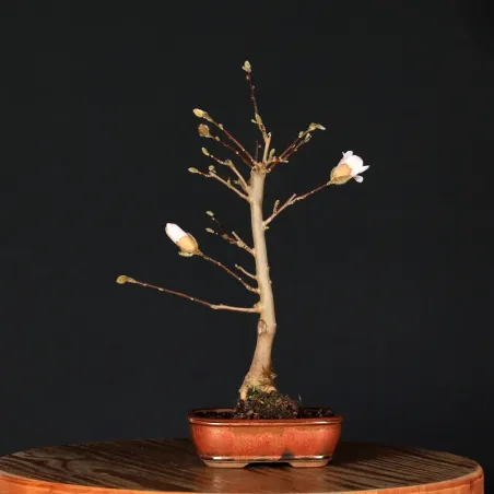 MAGNOLIA STELLATA MA 3-3