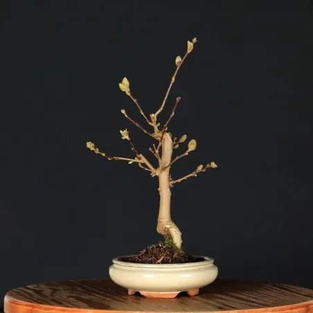 MAGNOLIA STELLATA MA 3-7