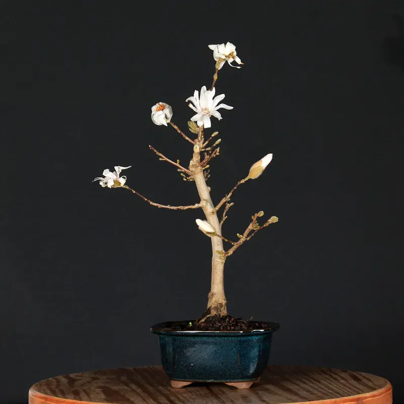 MAGNOLIA STELLATA MA 3-9