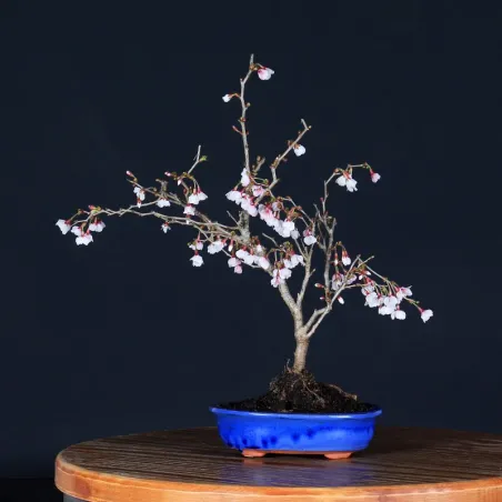 Bonsai Prunus Kojo No Mai