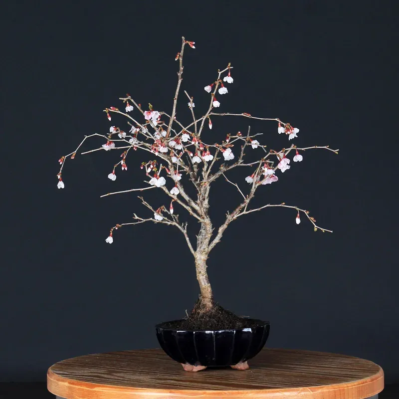 Bonsai Prunus Kojo No Mai