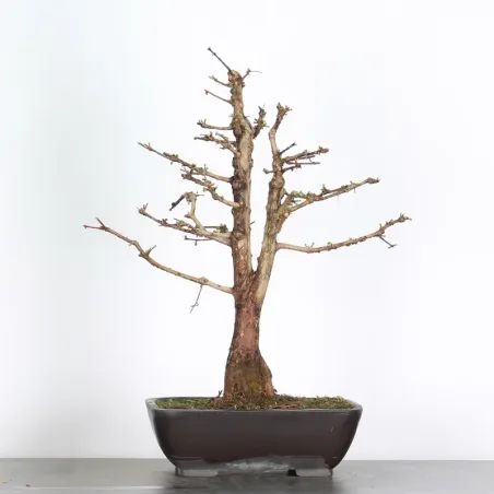 Bonsai Métaséquoia ME-2-6