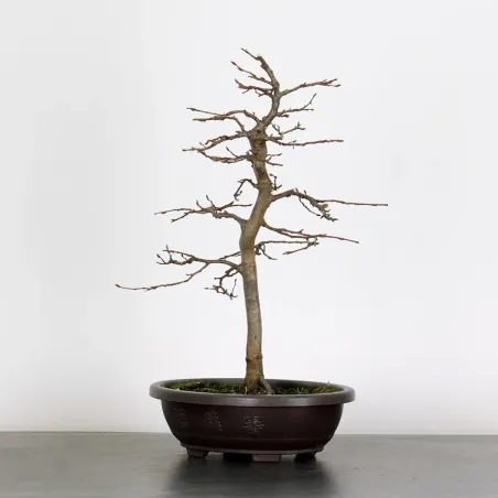 PREBONSAI CHARME "CARPINUS" n°1