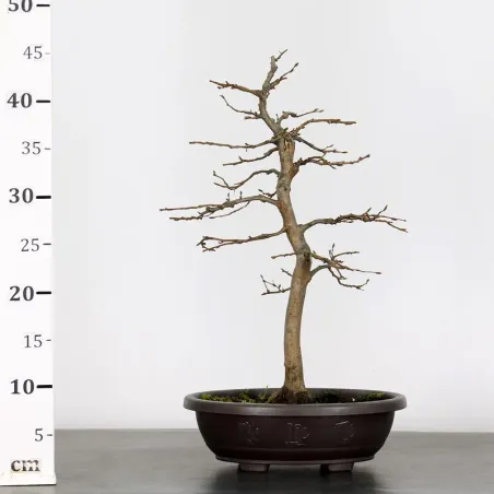 image supplémentaire - PREBONSAI CHARME "CARPINUS"...