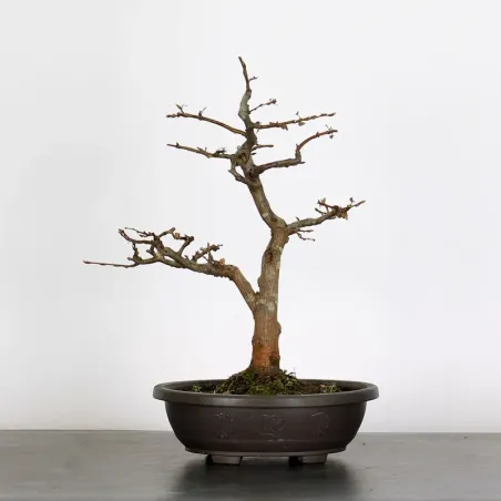 PREBONSAI CHARME "CARPINUS" n°2