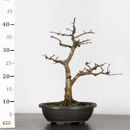 image supplémentaire - PREBONSAI CHARME "CARPINUS"...