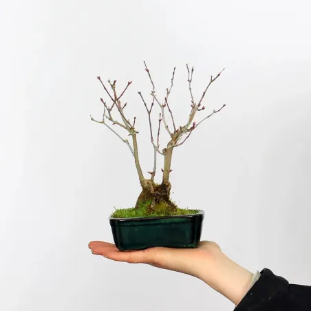 Bonsai Acer Palmatum Shohin APS-1-1