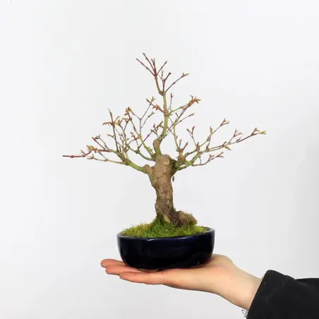 Palmatum Shohin Maple Bonsai APS-1-2