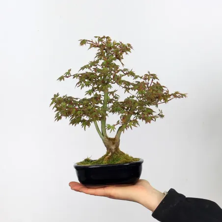 Maple Bonsai Palmatum APS-1-3